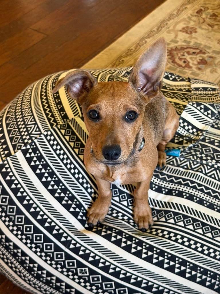 Enlarge Scrappy, a Adoptable mixed breed in Marion, OH image 1/4