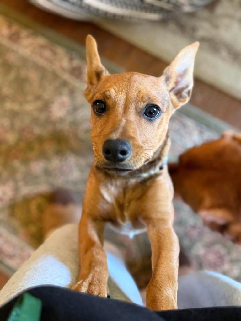 Enlarge Scrappy, a Adoptable mixed breed in Marion, OH image 2/4