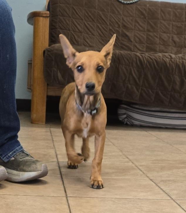 Enlarge Scrappy, a Adoptable mixed breed in Marion, OH image 3/4