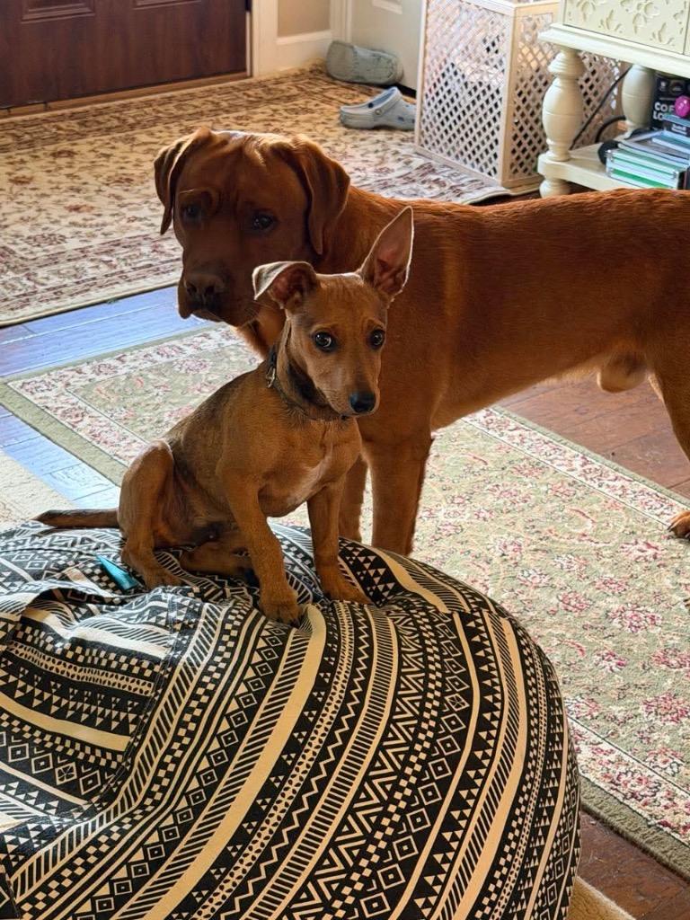 Enlarge Scrappy, a Adoptable mixed breed in Marion, OH image 4/4