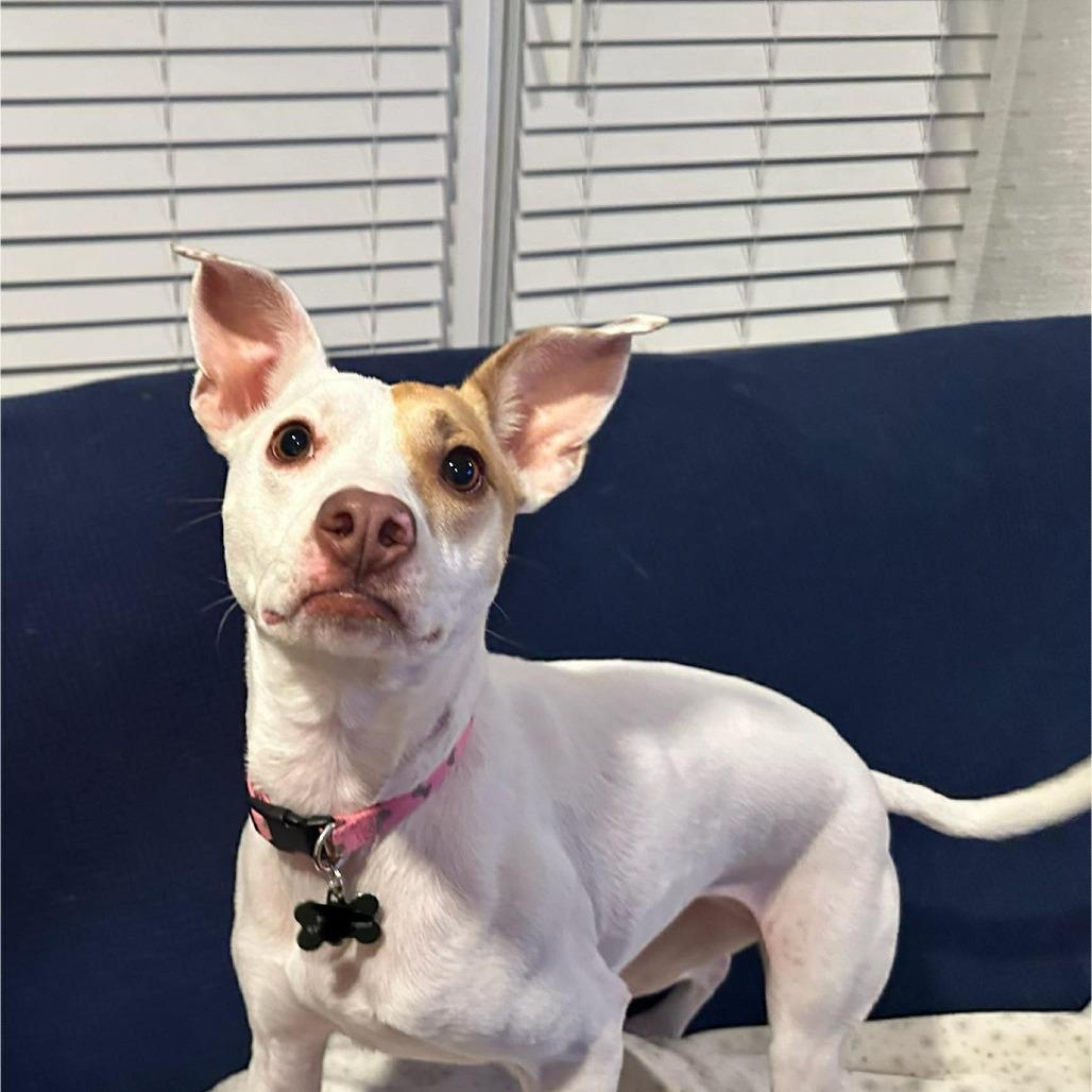 Enlarge Dasher/Izzy, a Adoptable mixed breed in Jarrettsville, MD image 1/6