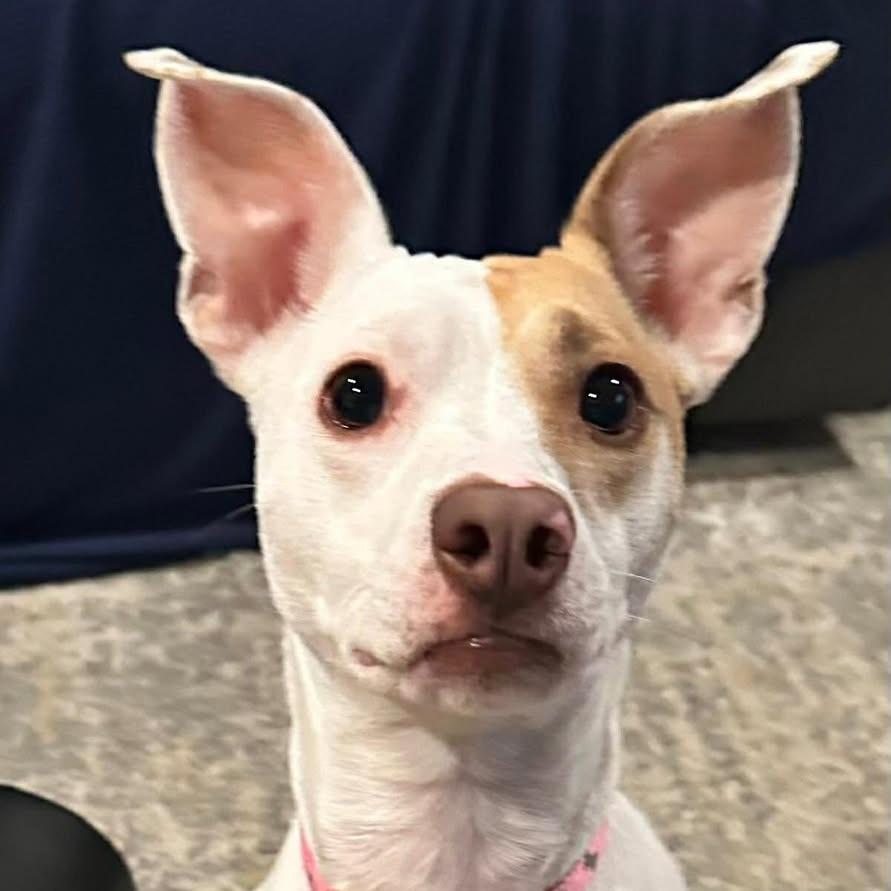 Enlarge Dasher/Izzy, a Adoptable mixed breed in Jarrettsville, MD image 3/6