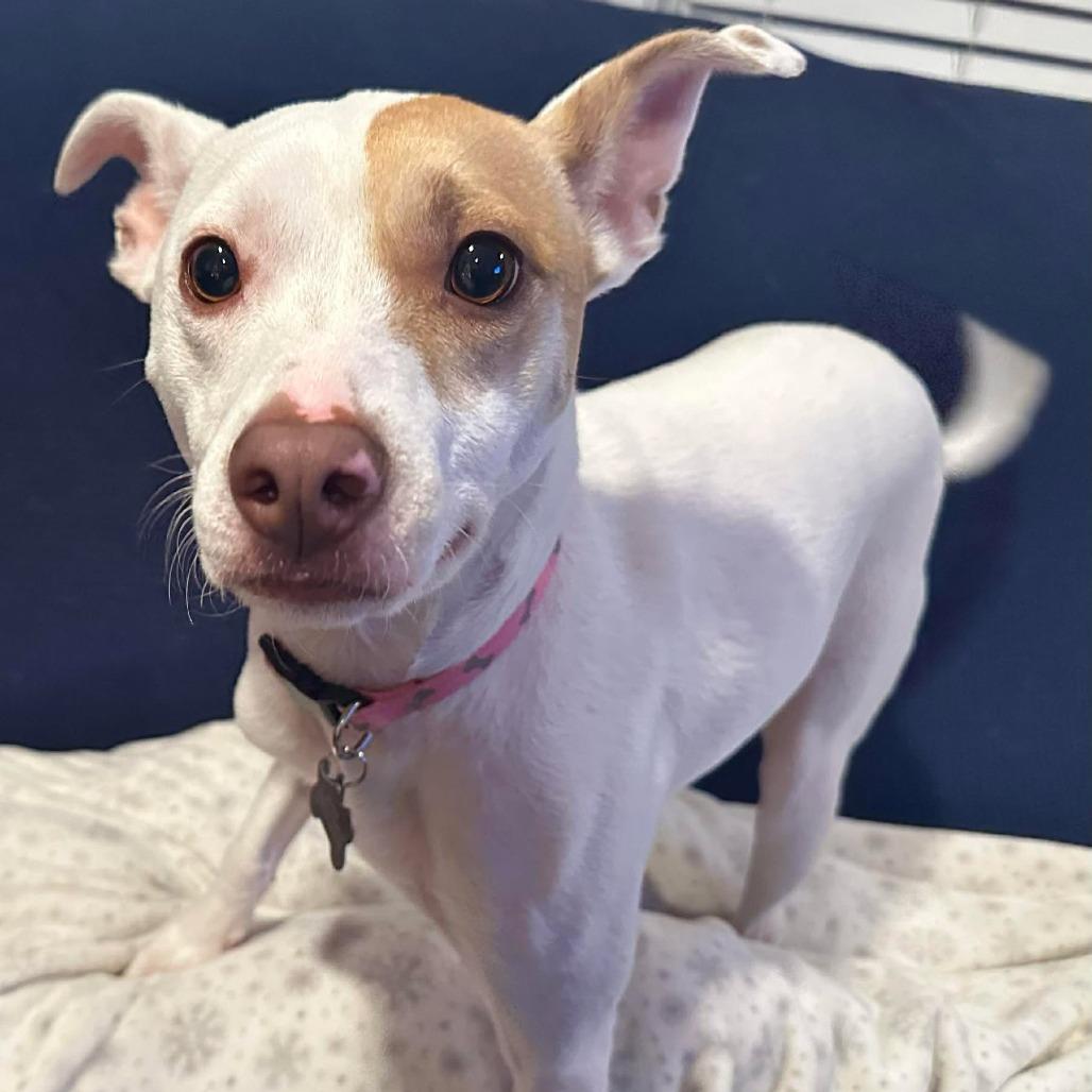 Enlarge Dasher/Izzy, a Adoptable mixed breed in Jarrettsville, MD image 4/6