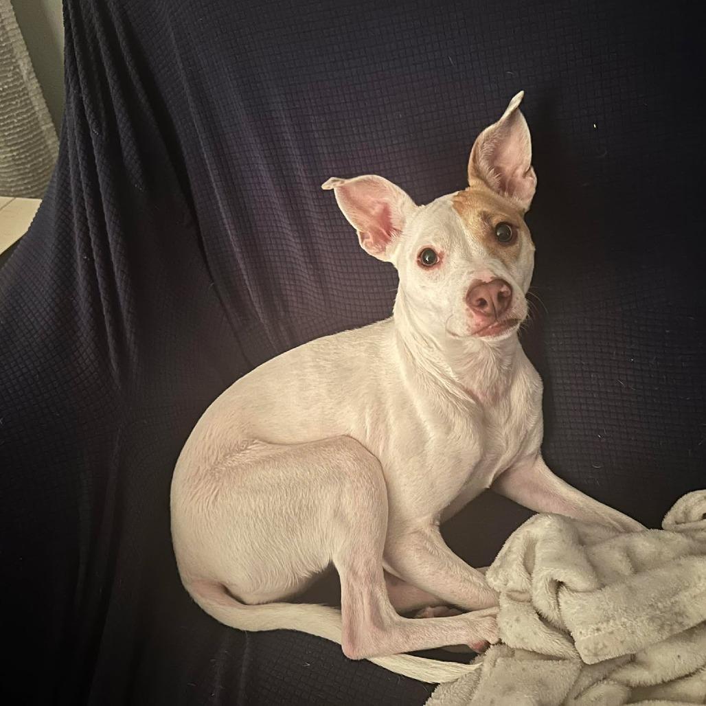 Enlarge Dasher/Izzy, a Adoptable mixed breed in Jarrettsville, MD image 5/6