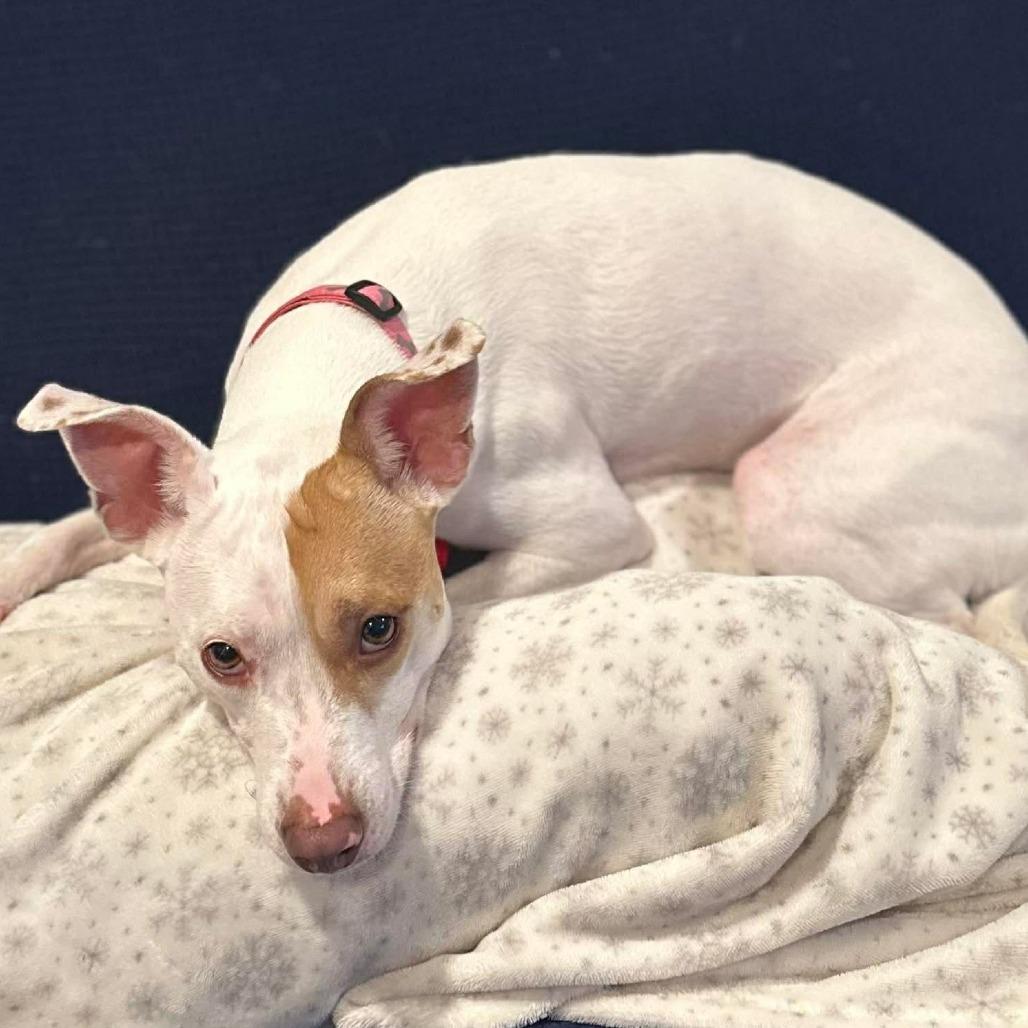 Enlarge Dasher/Izzy, a Adoptable mixed breed in Jarrettsville, MD image 6/6