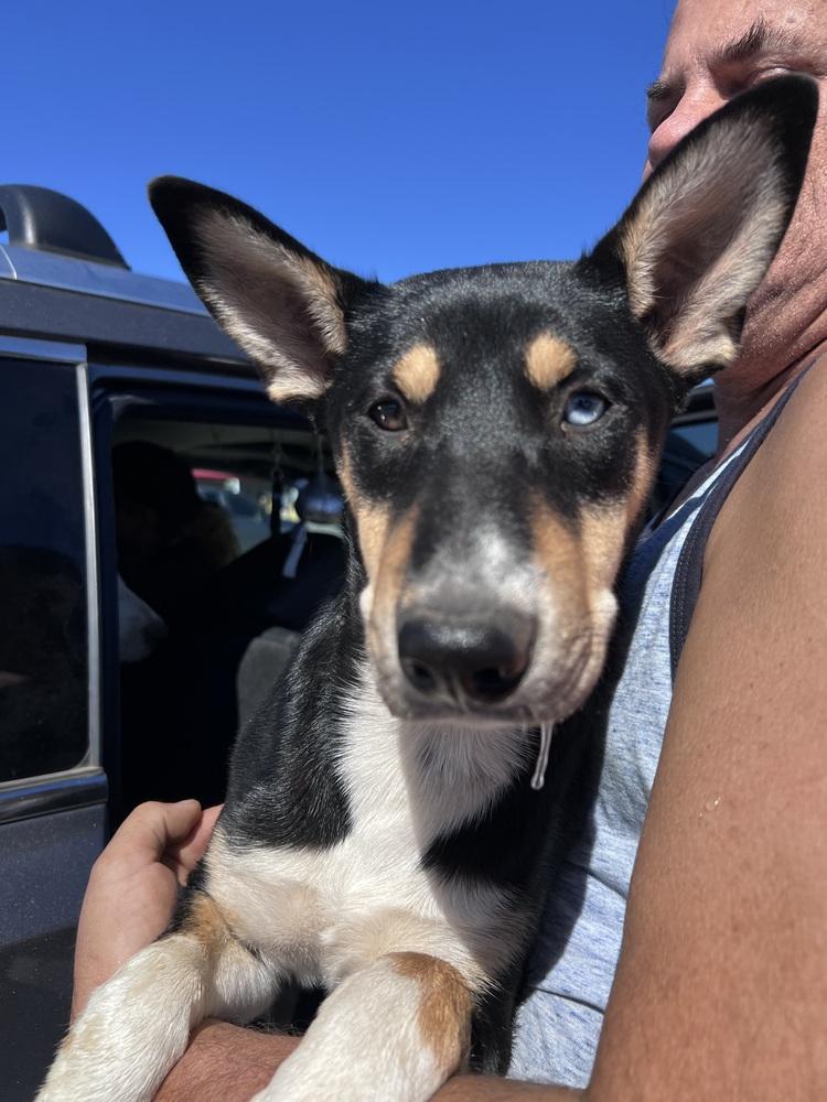 Enlarge Fantasia, a Adoptable mixed breed in New Bedford, MA image 1/2