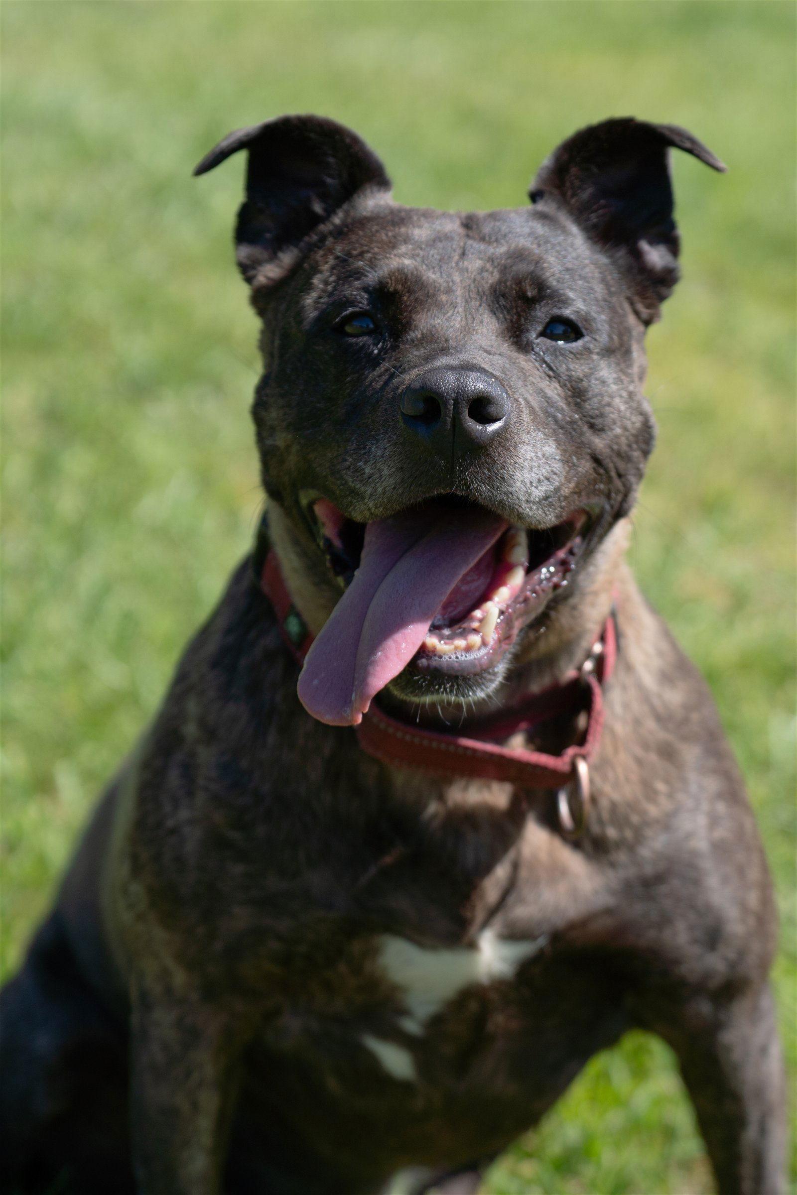 Holly - ISO Forever Foster, Adoptable, Senior Female Terrier.