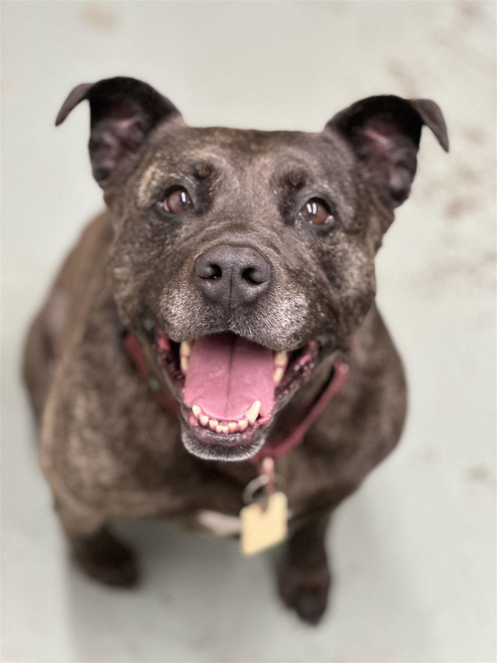 Enlarge Holly - ISO Forever Foster, a Adoptable Terrier in Cuyahoga Falls, OH image 2/3