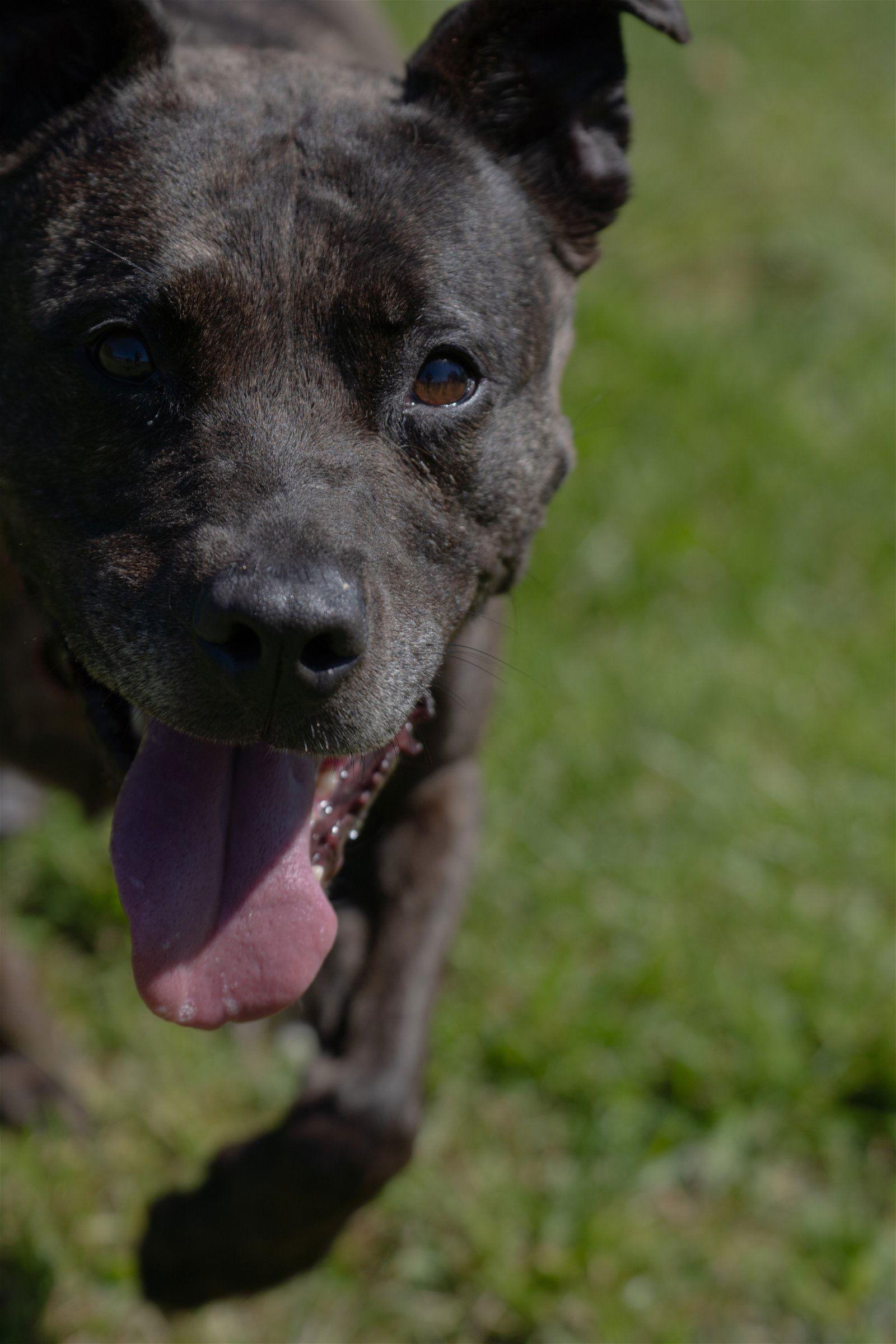 Enlarge Holly - ISO Forever Foster, a Adoptable Terrier in Cuyahoga Falls, OH image 3/3