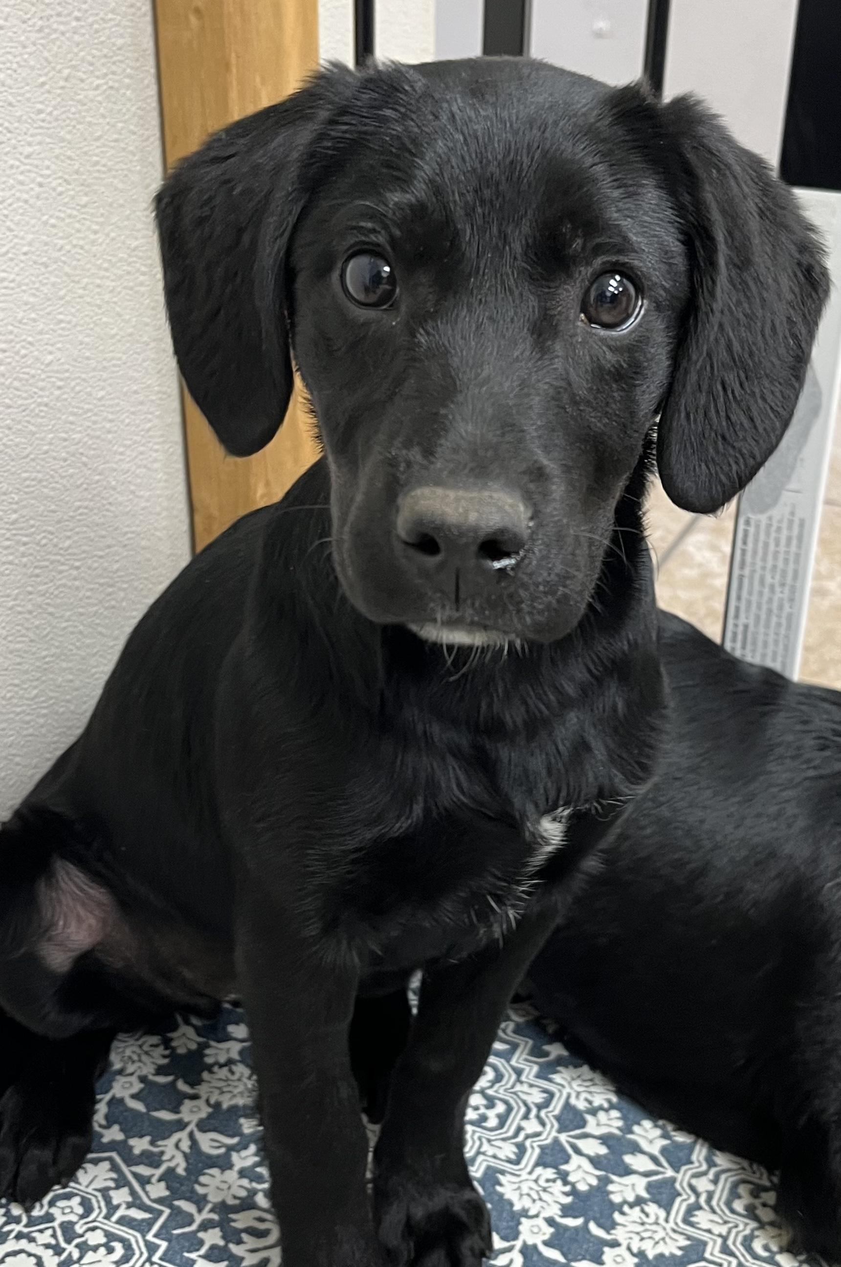 Misty, a ADOPTABLE mixed breed in Farmington, MO image 1/4