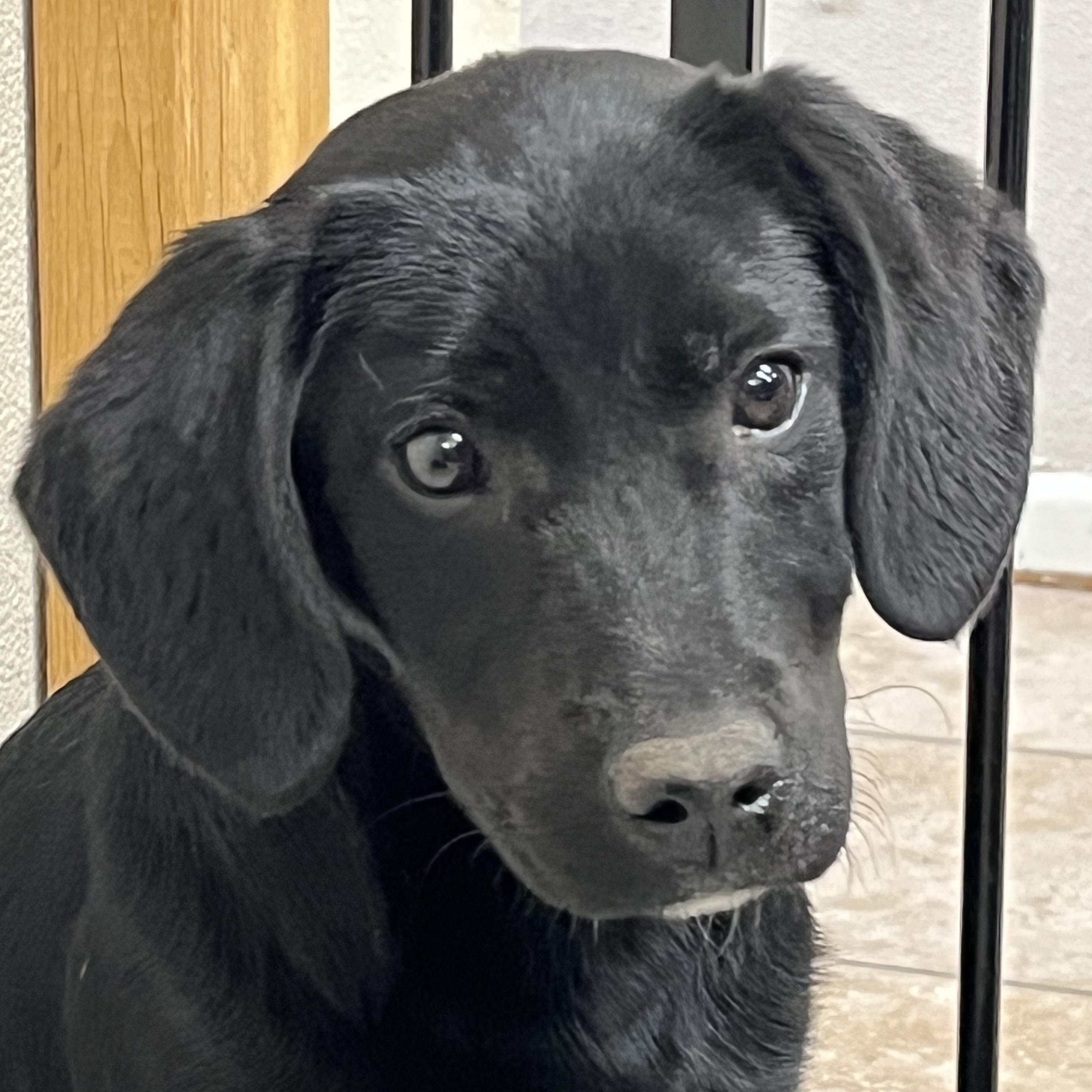Misty, a ADOPTABLE mixed breed in Farmington, MO image 2/4