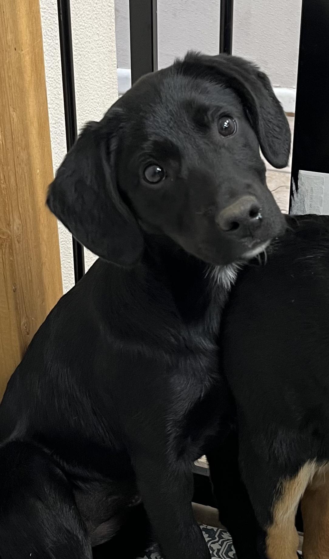 Misty, a ADOPTABLE mixed breed in Farmington, MO image 3/4