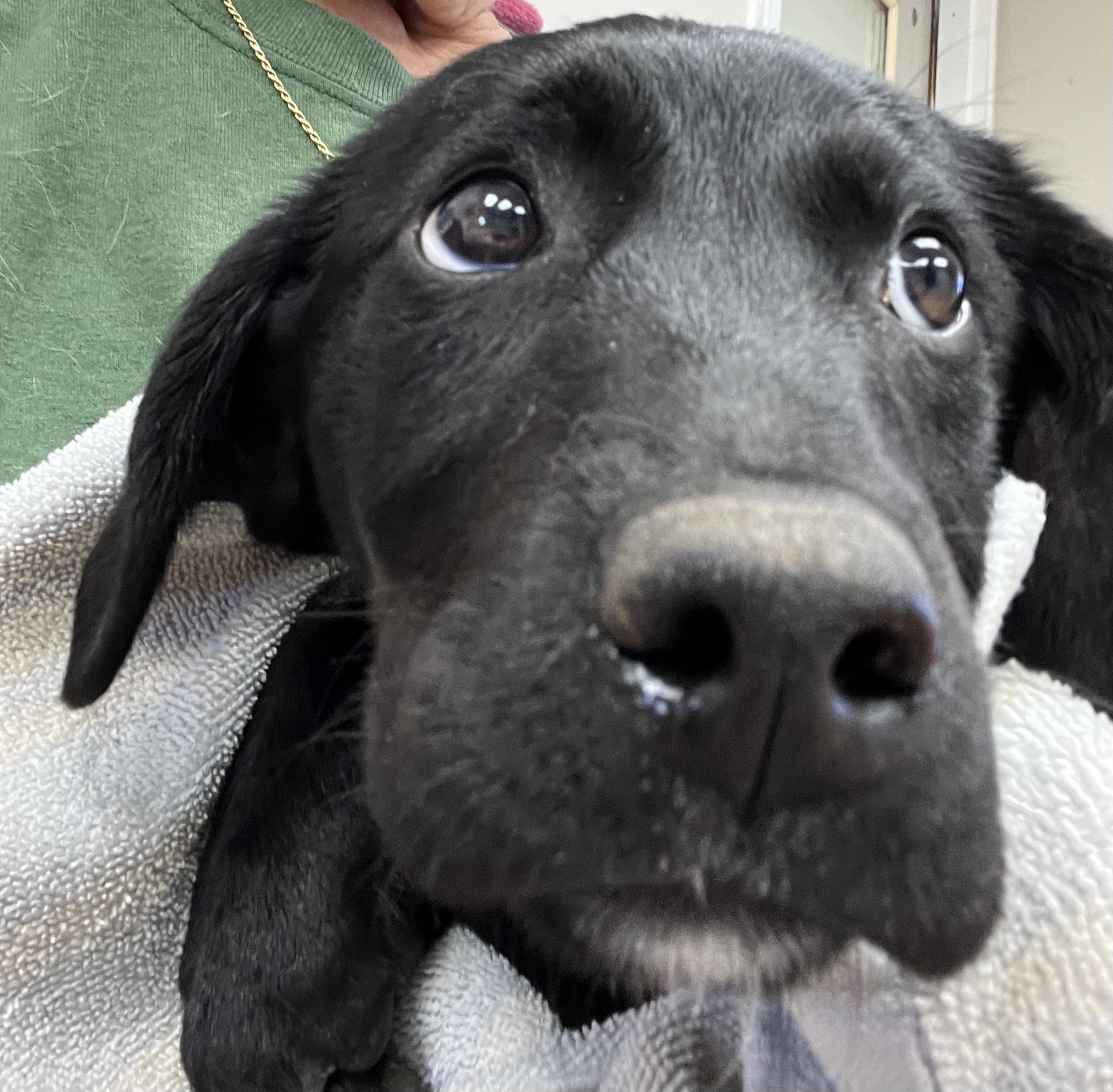 Misty, a ADOPTABLE mixed breed in Farmington, MO image 4/4