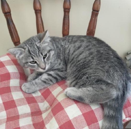 Mattie, a Adoptable Tabby in Waynesboro, VA image 5/5