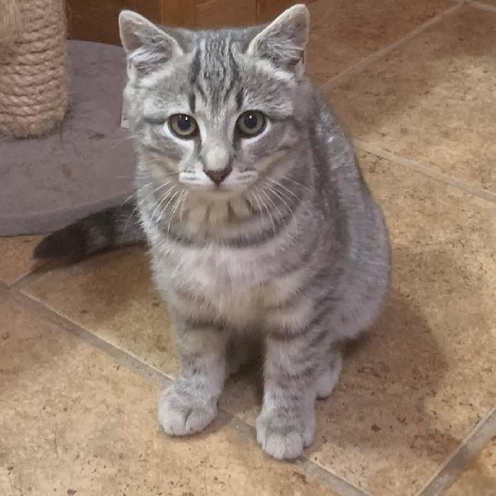 Mattie, Adoptable, Kitten Female Tabby.