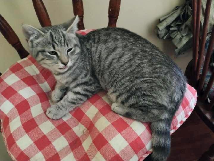 Mattie, a Adoptable Tabby in Waynesboro, VA image 3/5