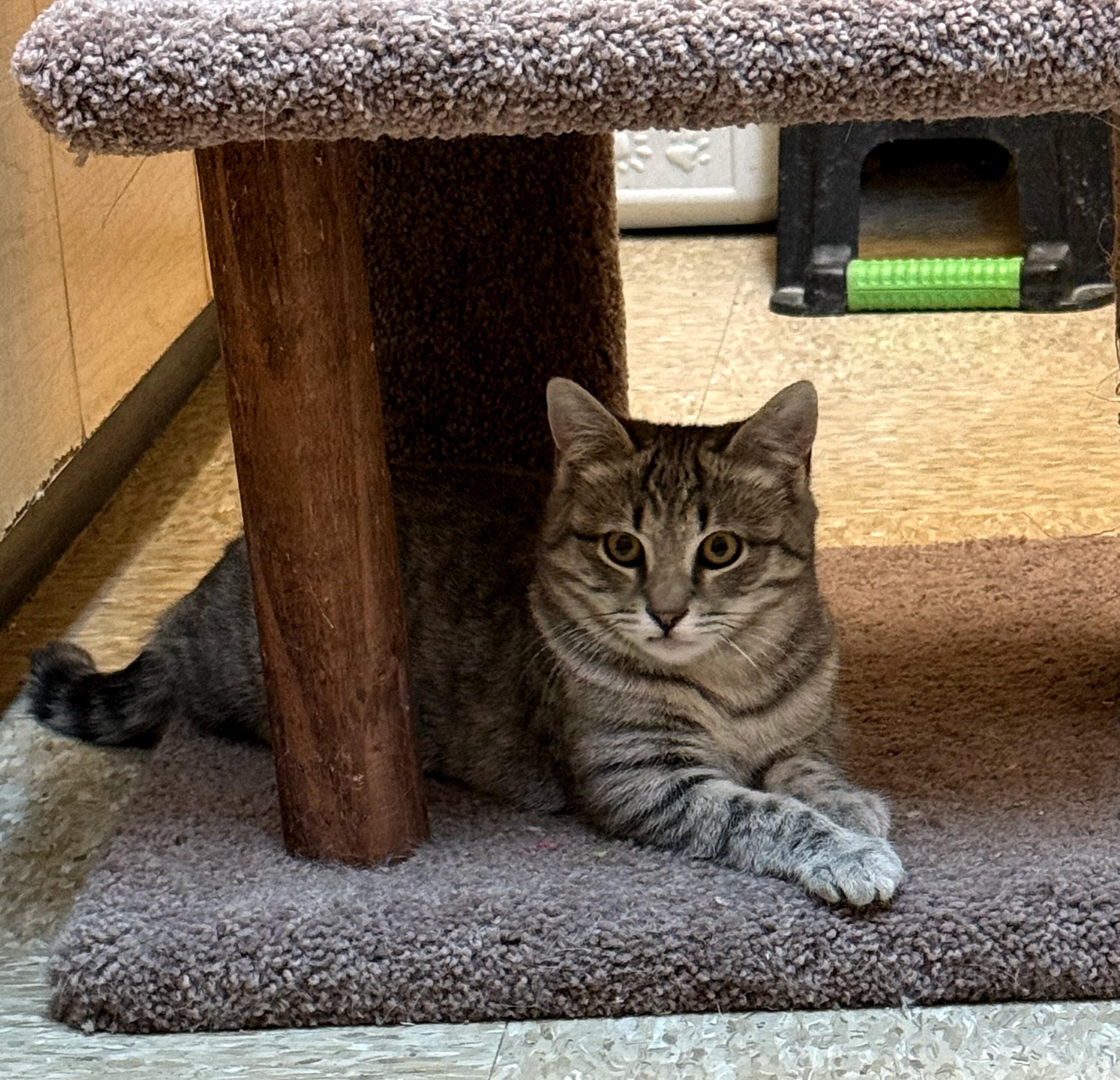 Mattie, a Adoptable Tabby in Waynesboro, VA image 2/5