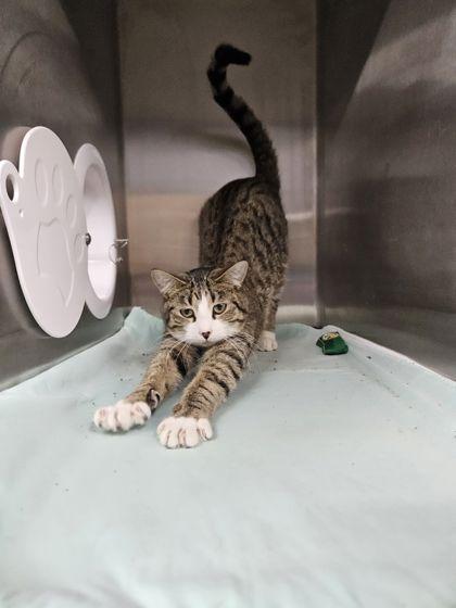 Breezy, Adoptable, Kitten Male Domestic Short Hair & Domestic Short Hair.