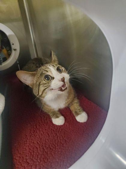 Enlarge Breezy, a Adoptable mixed breed in Shawano, WI image 2/2