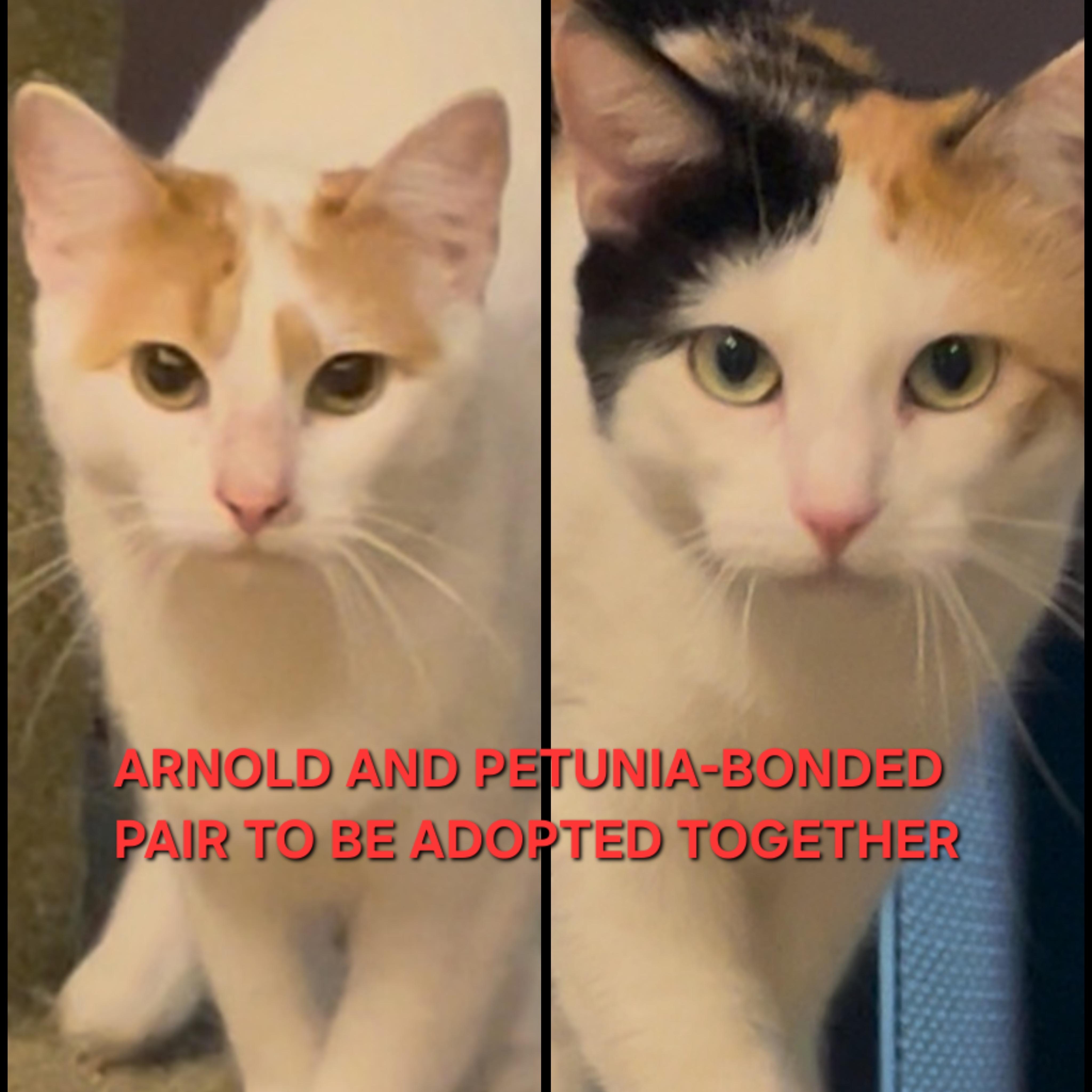 Enlarge Petunia (Bonded with Arnold), a Adoptable Domestic Short Hair in debary, FL image 1/4