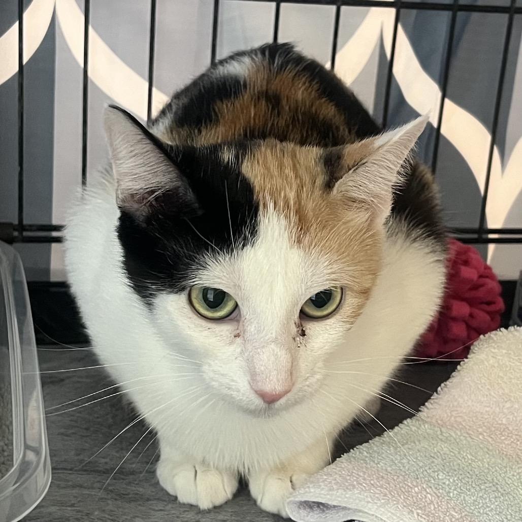 Enlarge Petunia (Bonded with Arnold), a Adoptable Domestic Short Hair in debary, FL image 1/1