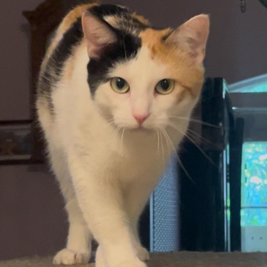 Enlarge Petunia (Bonded with Arnold), a Adoptable Domestic Short Hair in debary, FL image 2/3