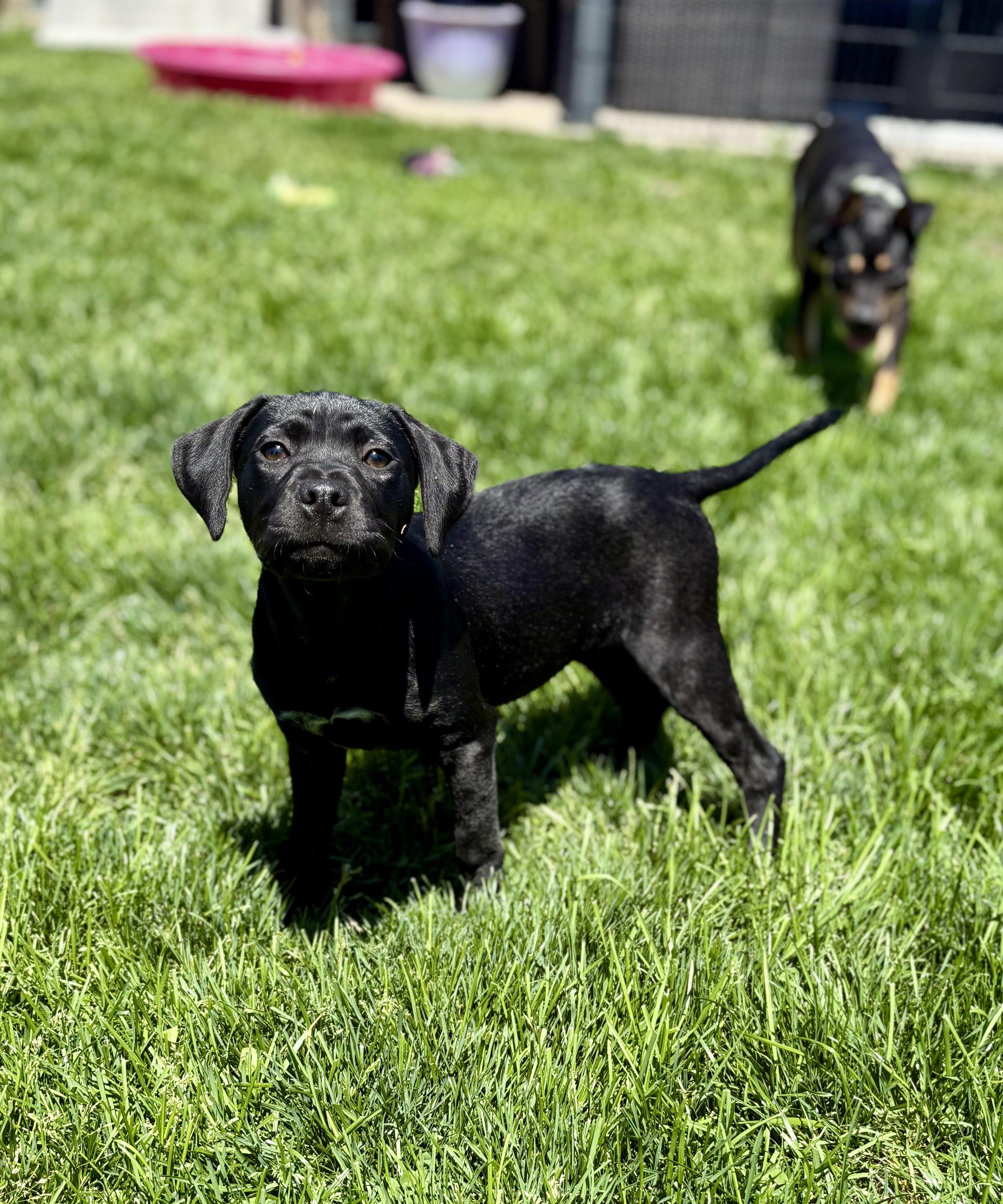 Chestnut, a Adoptable mixed breed in New Baltimore, MI image 1/3