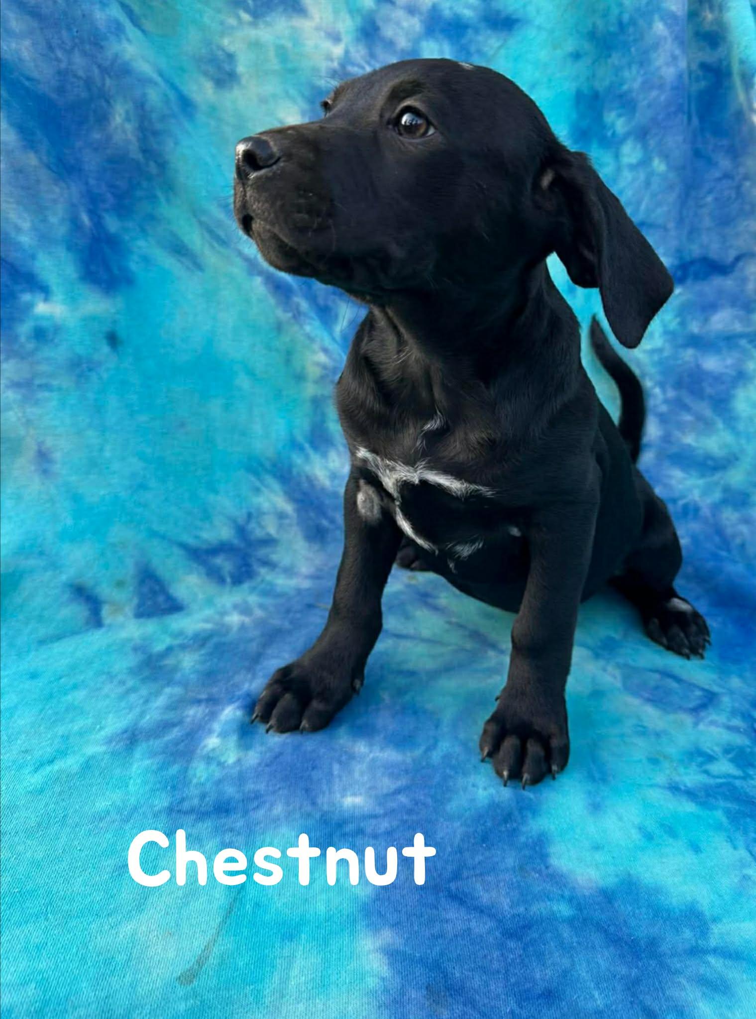 Chestnut, a Adoptable mixed breed in New Baltimore, MI image 2/3