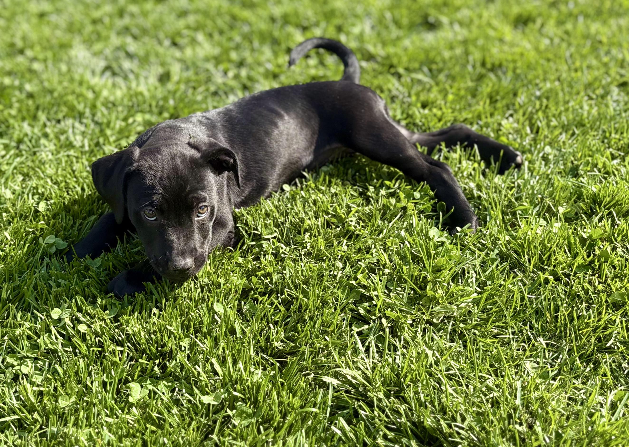 Chestnut, a Adoptable mixed breed in New Baltimore, MI image 3/3