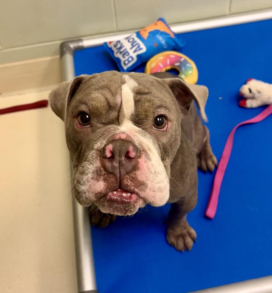 Enlarge Apollo, a Adoptable mixed breed in Kalamazoo, MI image 1/1