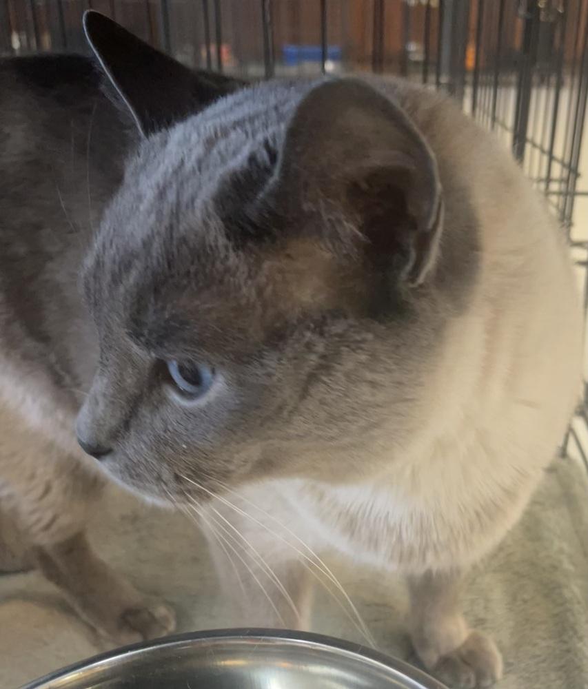 Enlarge W2 GLITTER, a Adoptable mixed breed in Southbury, CT image 5/6