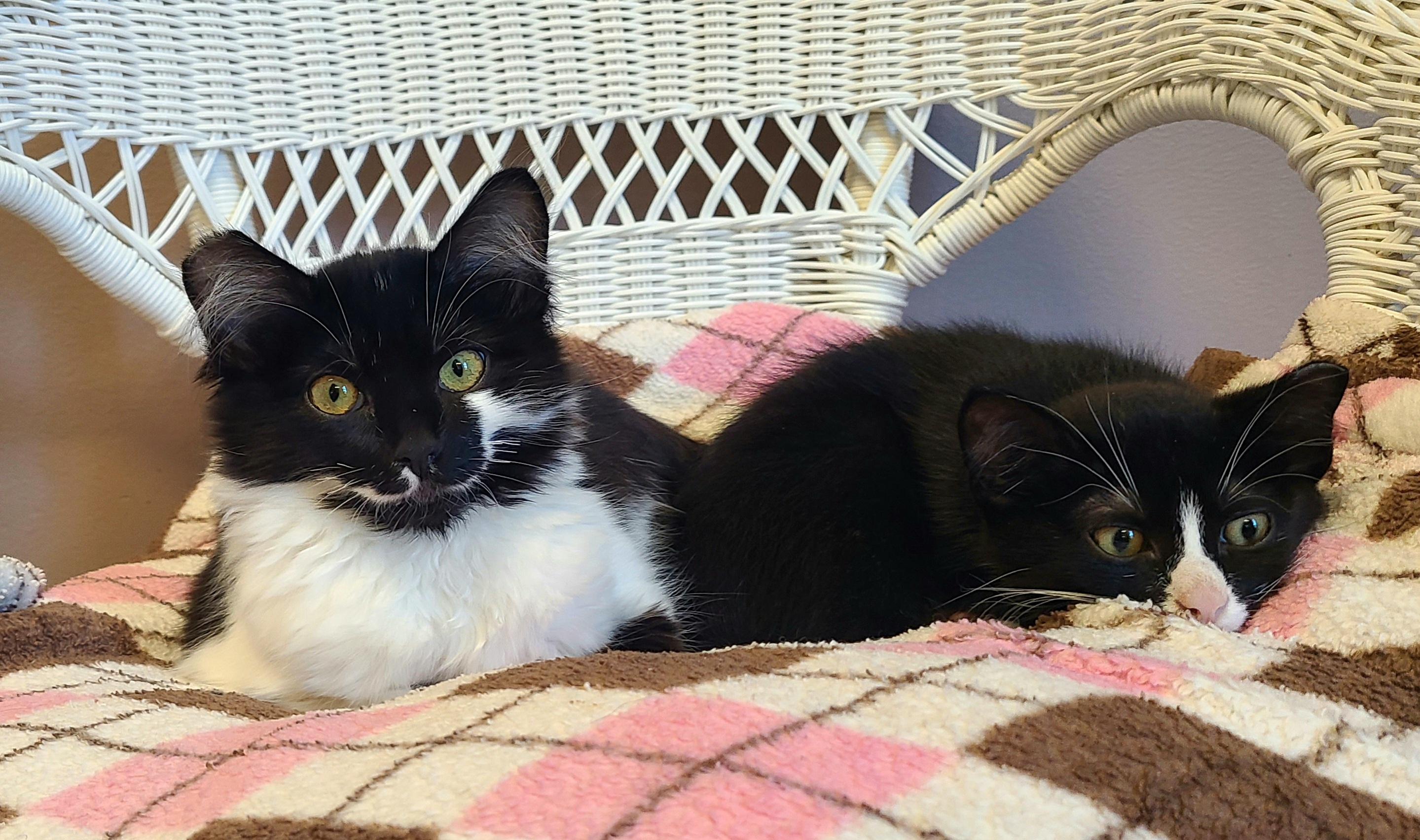 Meg & Nugget