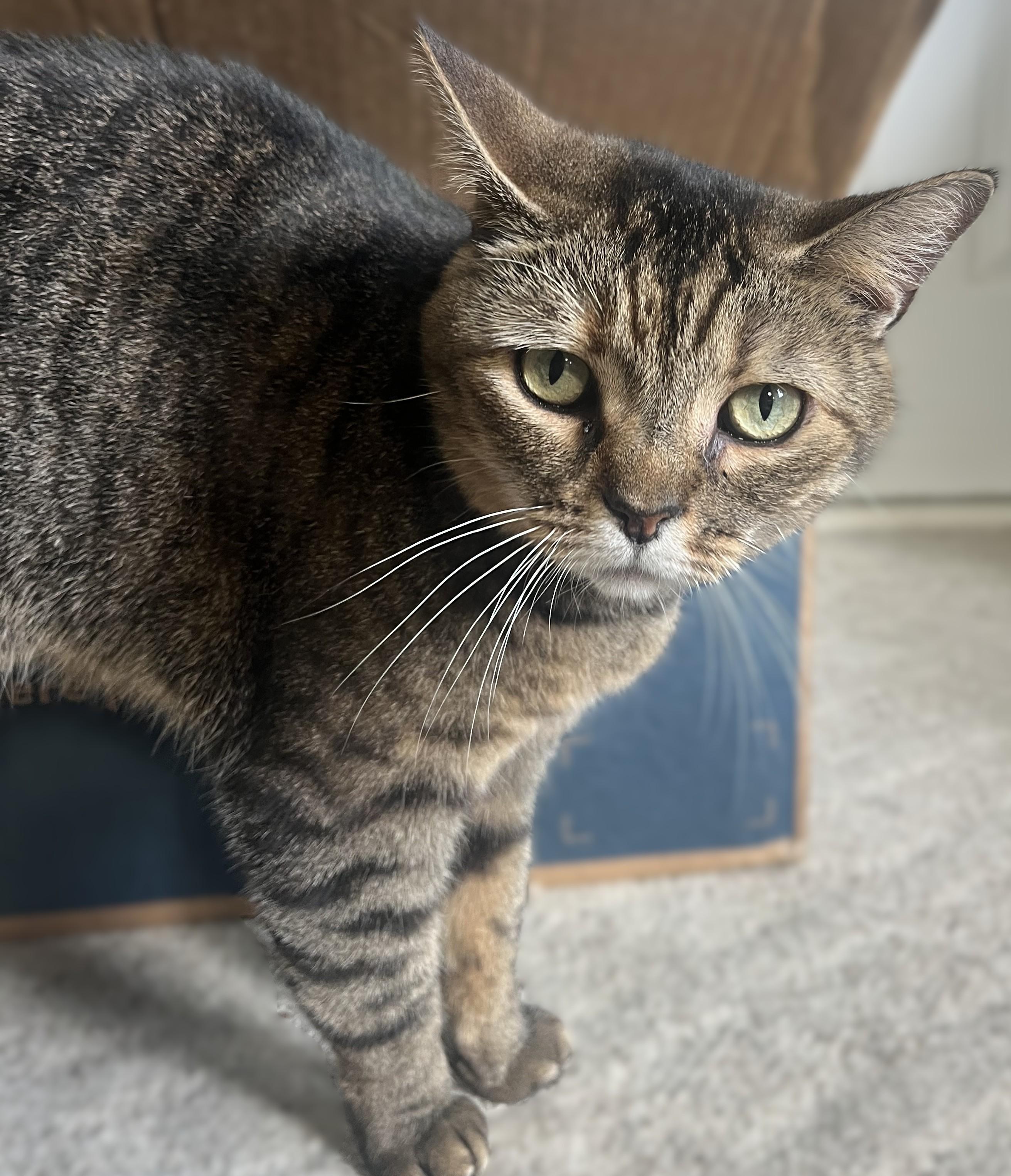 SHEEBA