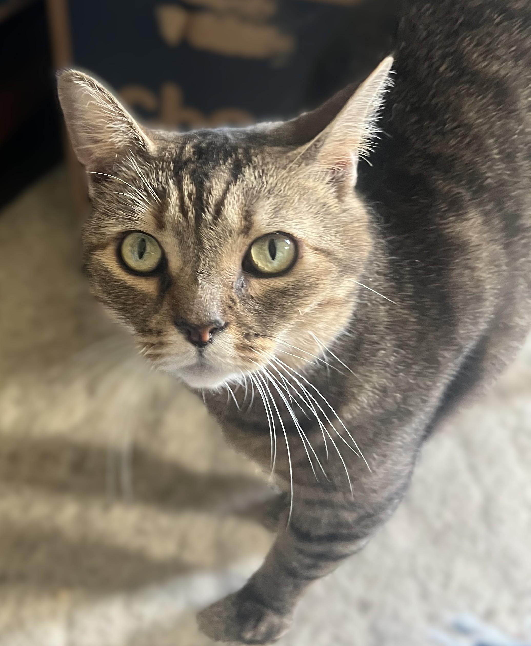 SHEEBA, Adult Female unknown