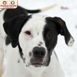 Snoop Dog, ADOPTABLE, Adult Male Hound.