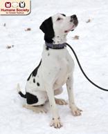Enlarge Snoop Dog, a ADOPTABLE mixed breed in Nashua, NH image 2/2