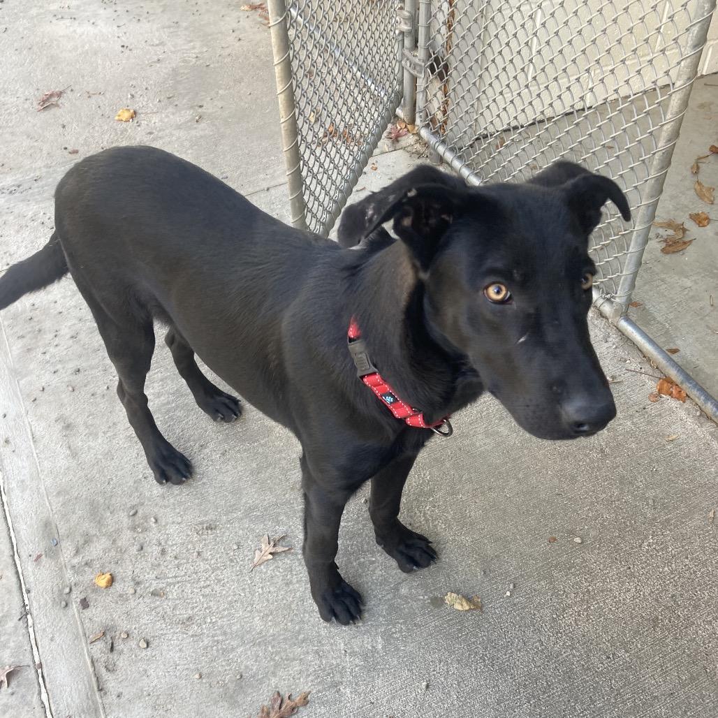 Enlarge Ollie (26-016), a Adoptable German Shepherd Dog in New Ringgold, PA image 1/4