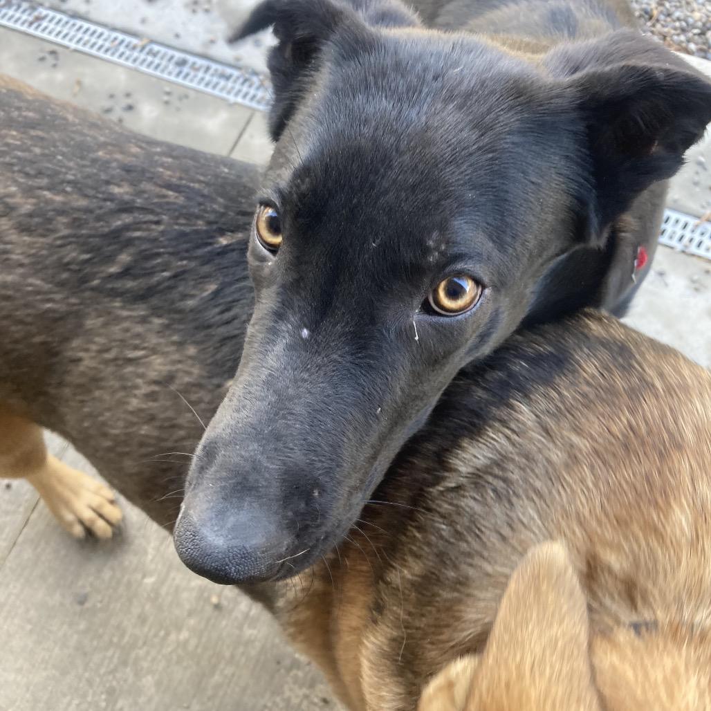 Enlarge Ollie (26-016), a Adoptable German Shepherd Dog in New Ringgold, PA image 3/4