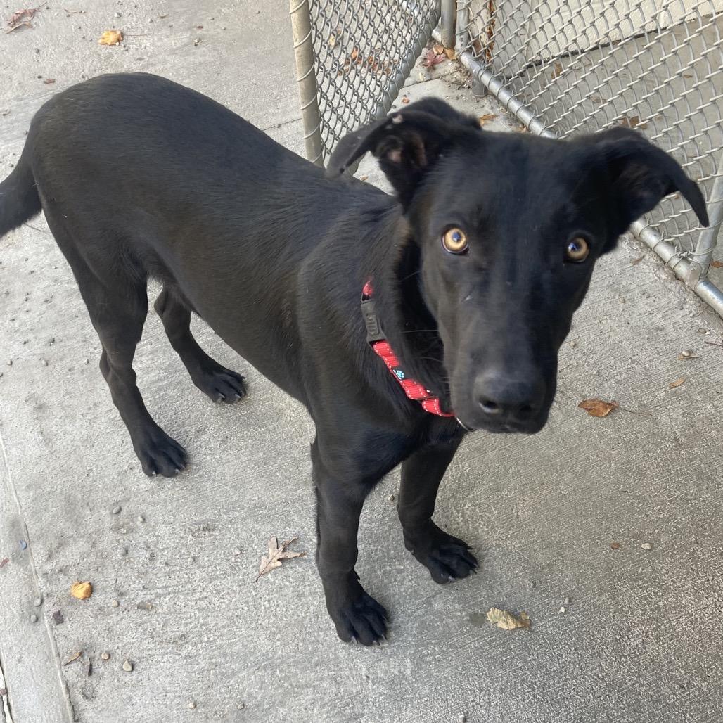 Enlarge Ollie (26-016), a Adoptable German Shepherd Dog in New Ringgold, PA image 4/4