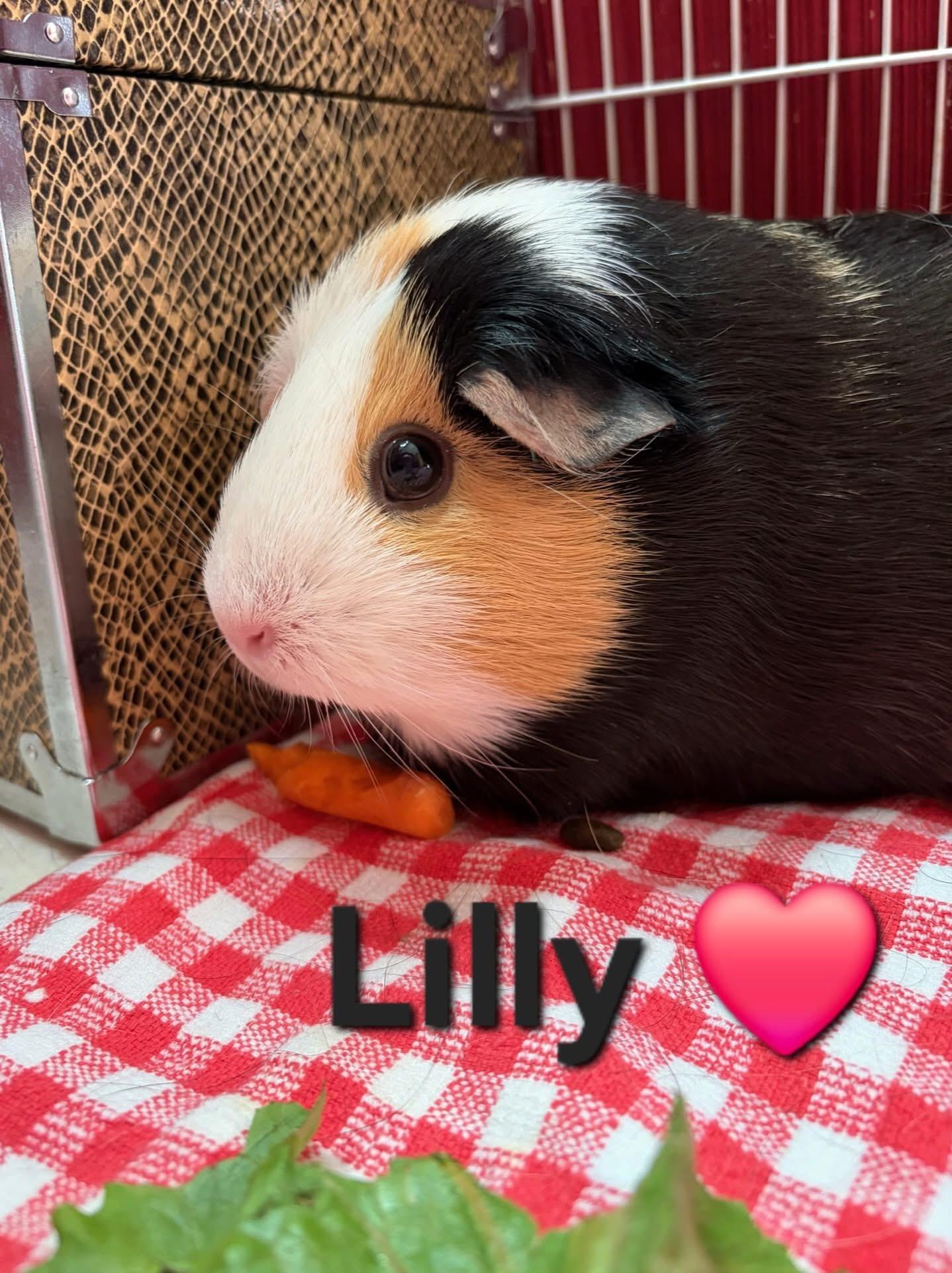 Enlarge Lilly, a ADOPTABLE Guinea Pig in Gibbsboro, NJ image 1/1