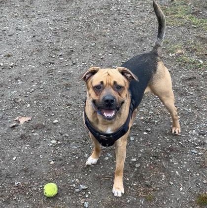 Enlarge Zuko, an adopted mixed breed in Worcester, MA image 2/2