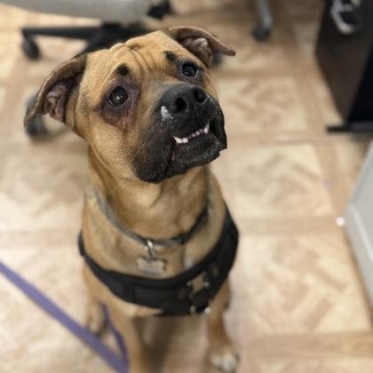 Enlarge Zuko, an adopted mixed breed in Worcester, MA image 1/2