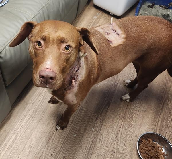 Cutie Pie, Adoptable, Adult Female Pit Bull Terrier.