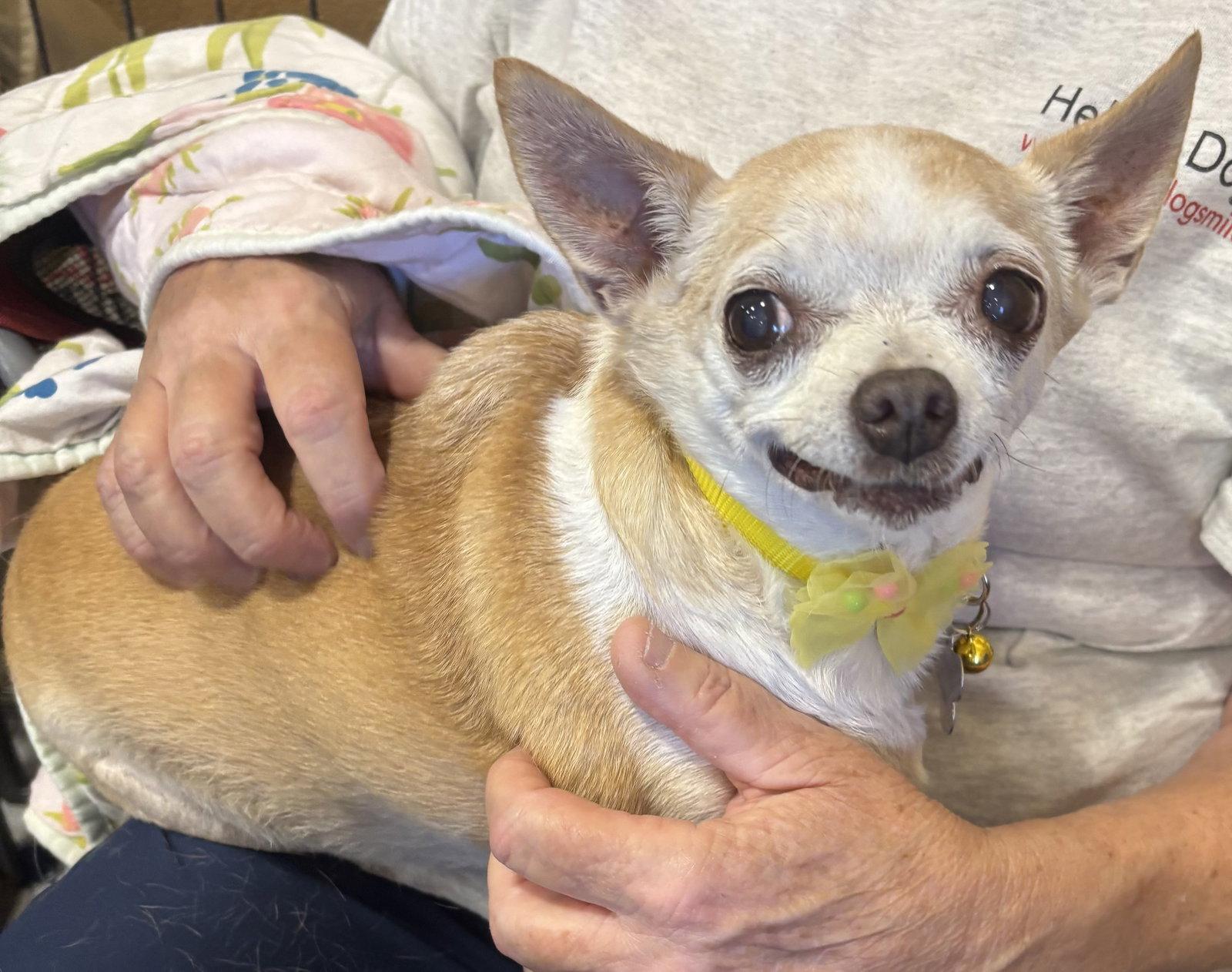 Baby, Adoptable, Senior Female Chihuahua.