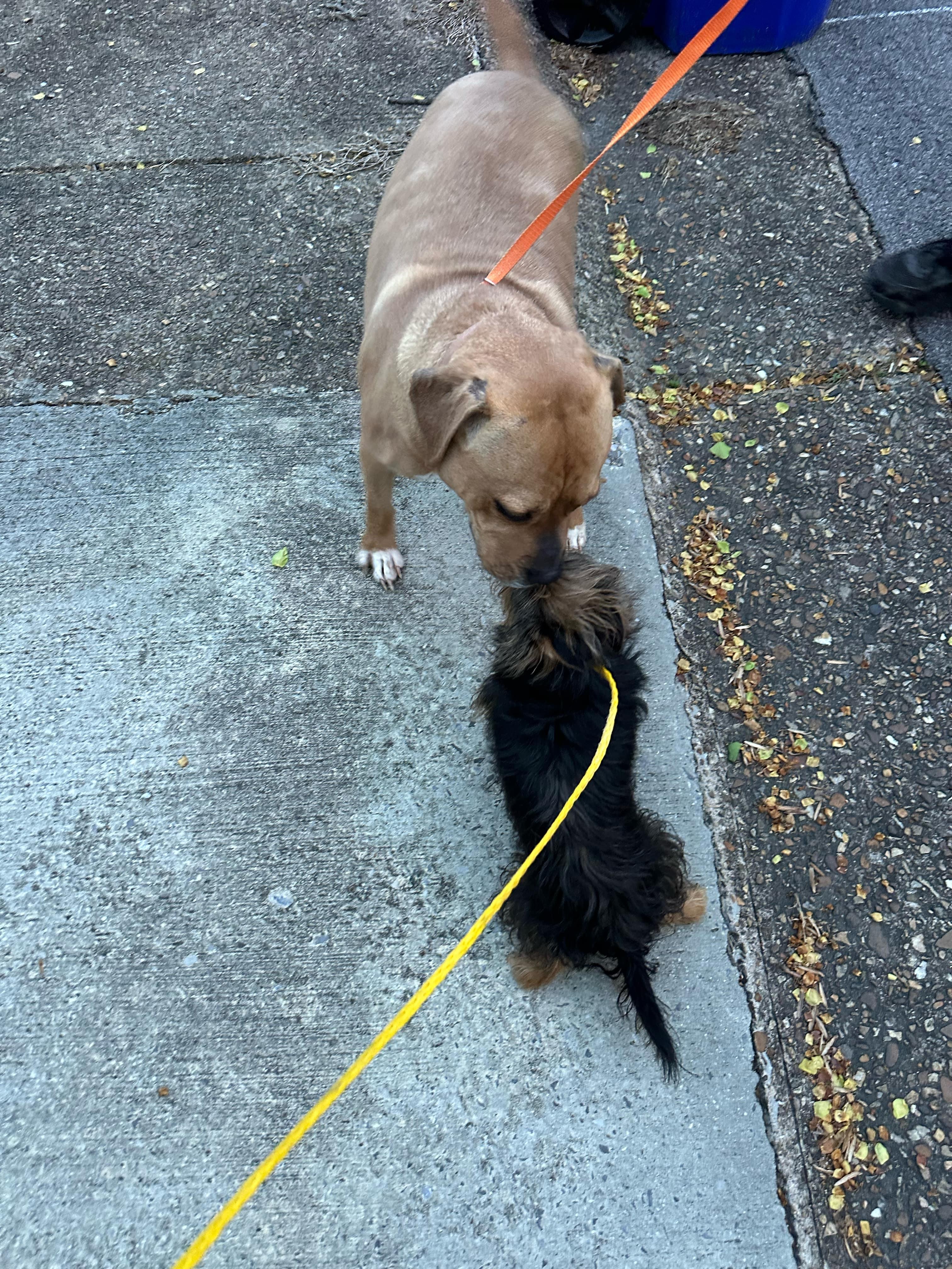 Sparky, a Adoptable mixed breed in Dedham, MA image 4/6