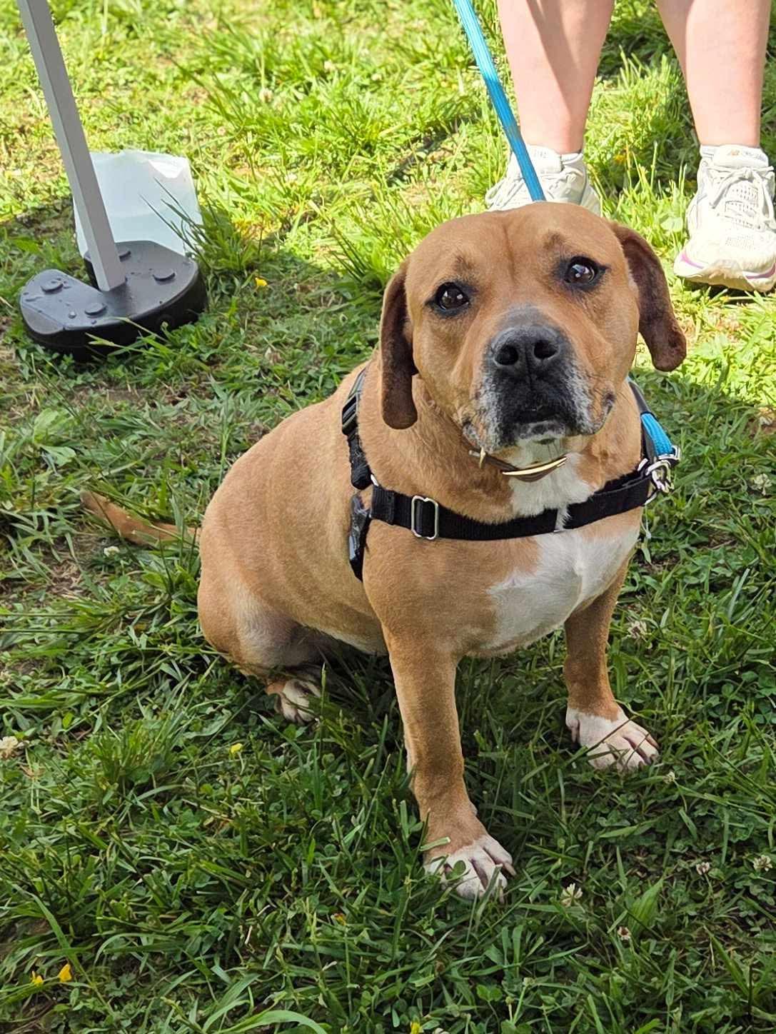 Sparky, a Adoptable mixed breed in Dedham, MA image 3/6