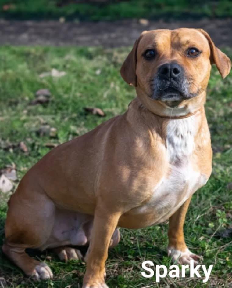 Sparky, a Adoptable mixed breed in Dedham, MA image 1/6