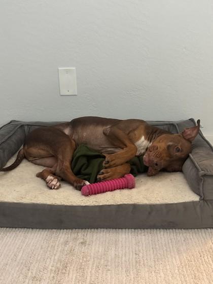 Cesar, a Adoptable mixed breed in Largo, FL image 1/3