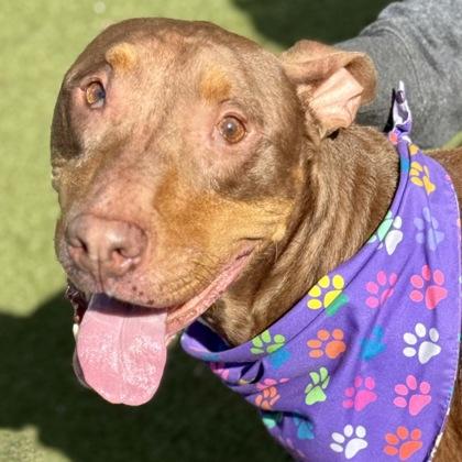 Cesar, a Adoptable mixed breed in Largo, FL image 2/3