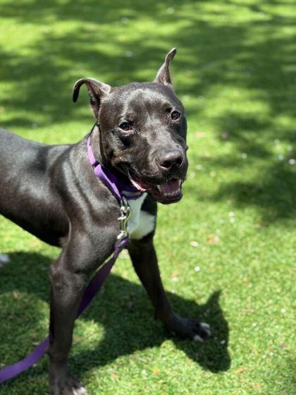 Glory - 1, Adoptable, Young Male Pit Bull Terrier & Mixed Breed.